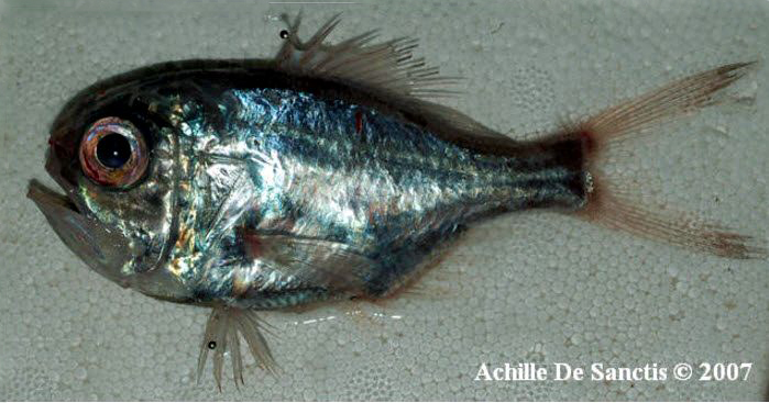 Hoplostethus mediterraneus mediterraneus_02.jpg